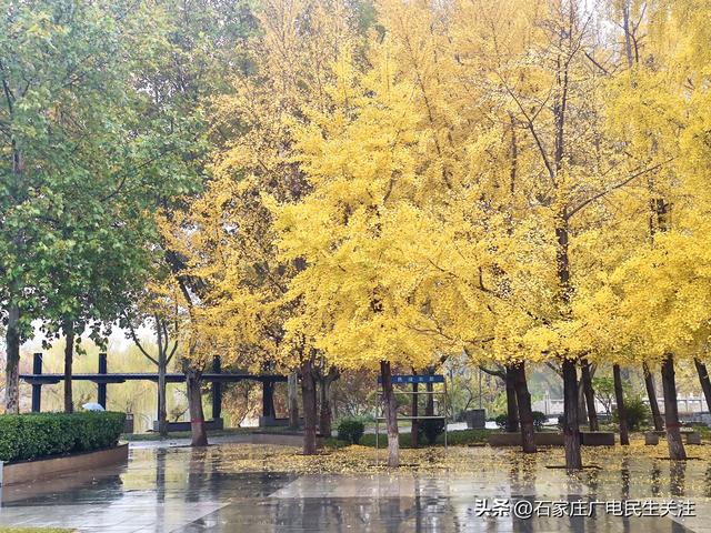 石家庄市裕西公园赏叶美景上线邀您打卡