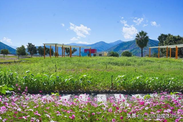 金台子村花海进入最佳观赏期，氛围感拉满了！