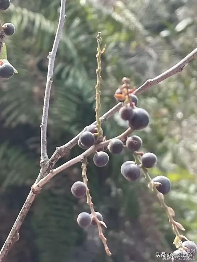 秋冬徒步好线路!雁山这条经典穿越线路你可曾走过?