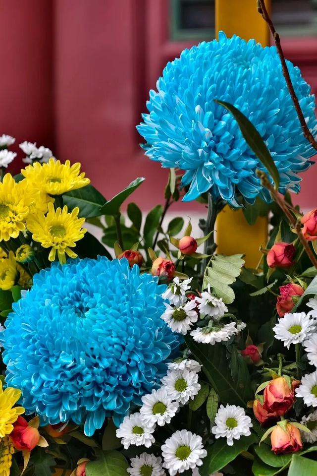府城漫步丨晋韵菊香满迎泽