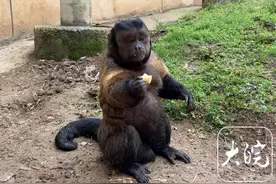 合肥网红猴“大壮”走了，保育员痛哭，曾因“国字脸”丑萌表情火出圈图片