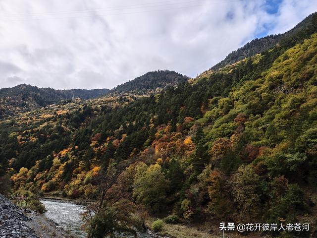 米亚罗彩林季，观赏一日游！