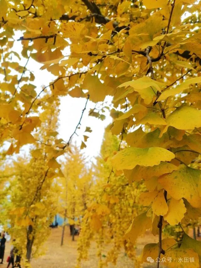 从街角到古村，一键解锁贵阳的秋日浪漫