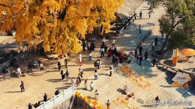 鎏金满村！温州424岁银杏王，把初冬美成了宋韵诗卷！
