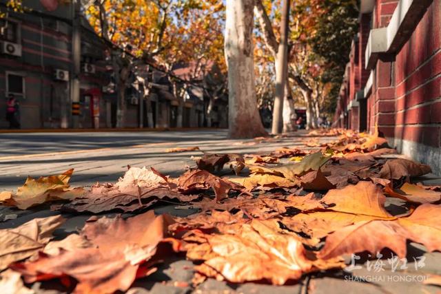 又到落叶季！错过等一年~