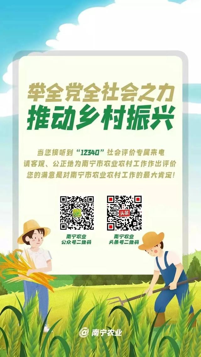 粤桂协作绘就乡村振兴新图景
