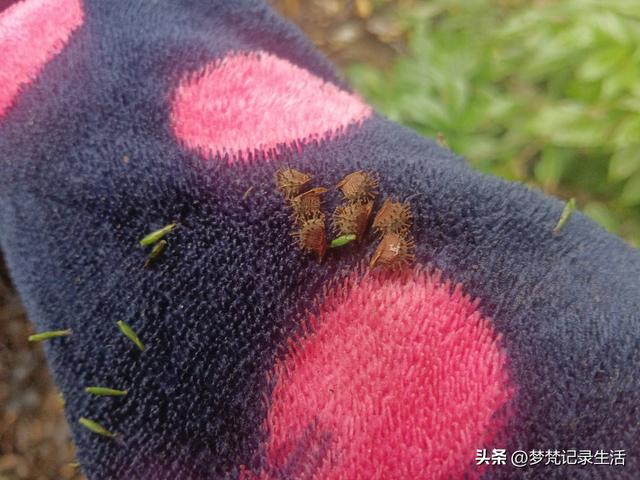 和老人相处是一个修炼的过程，阴天湿漉漉的我还是把茶树修剪完了