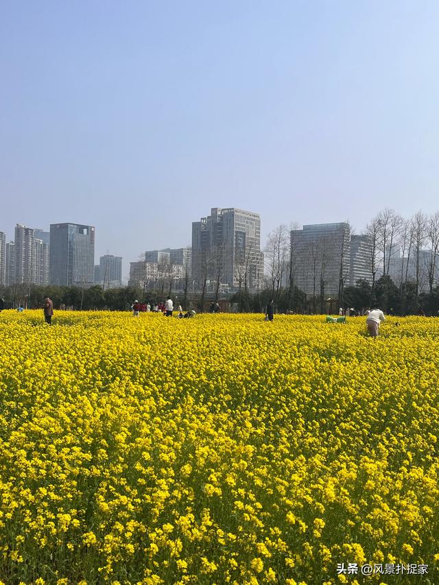 南昌马兰圩湿地公园郁金香花盛开，赏花圣地！