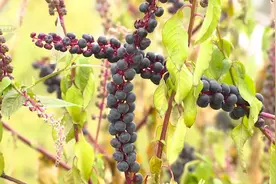 整株剧毒！昆明市民发现的这种植物不要碰，不要吃！图片