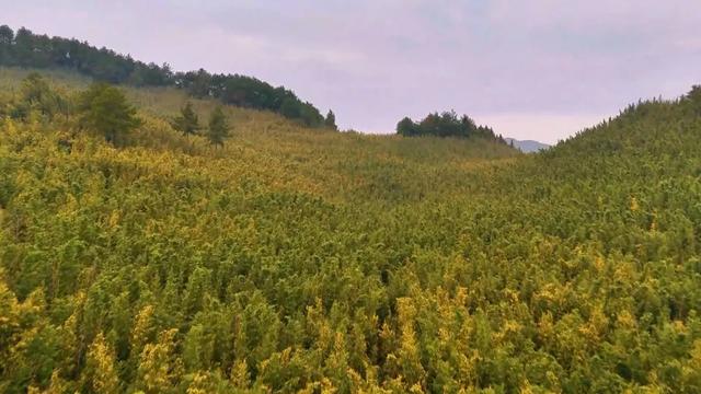 重访开州岳溪善字山:与一座山村的秋日对话,追寻记忆中的乡恋