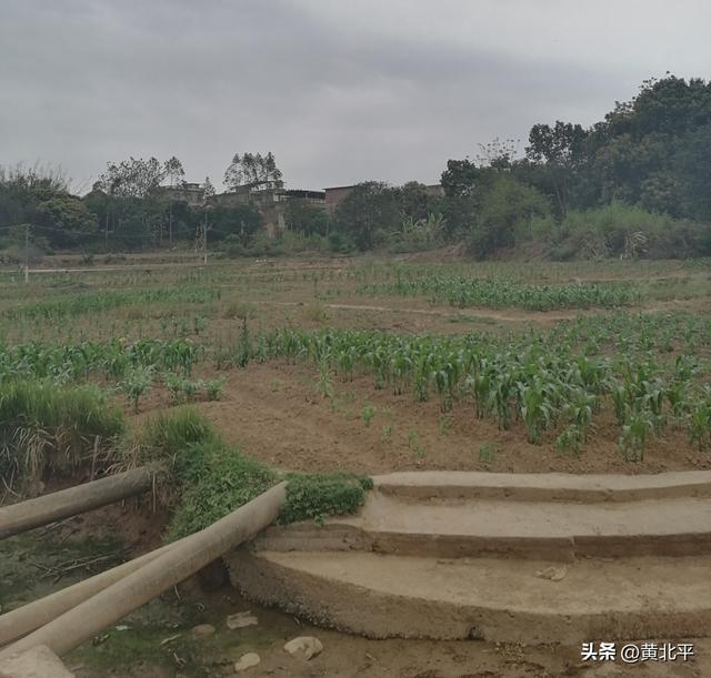 广西南宁市武鸣区有两个地方叫旧圩，唯有马头旧圩历史悠久