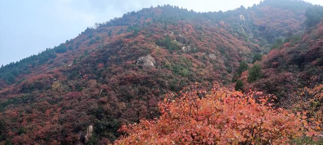 骊山红叶似火 车辆行人如织