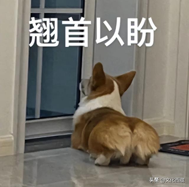 萌到犯规！西藏人有自己的jellycat！