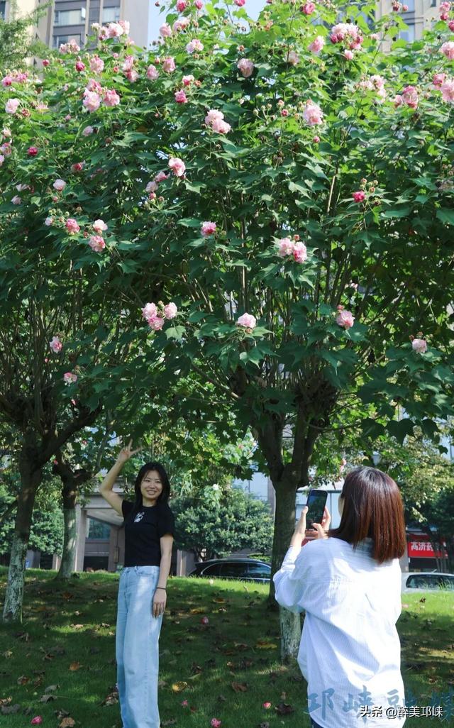 聆听邛崃丨一城芙蓉色，“醉美”是邛崃