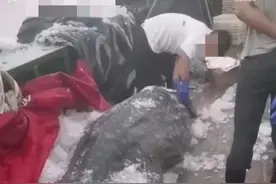 浙江一男子疑似宰割鲸鲨？有关部门已介入调查图片