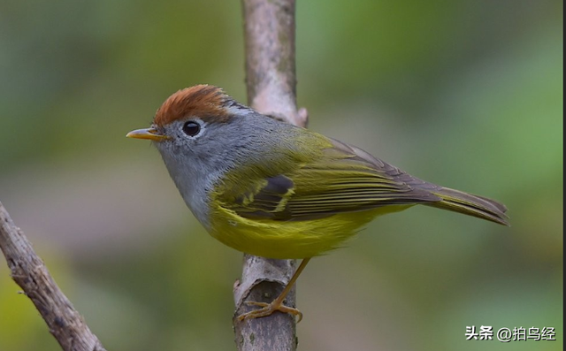 短视频，可能正在摧毁鸟类摄影