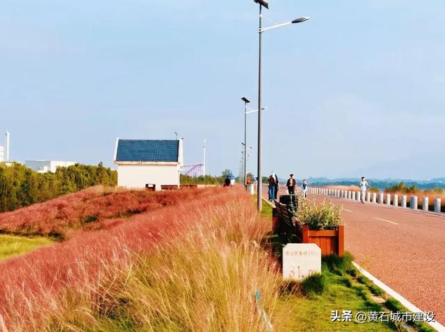 国庆限定浪漫 黄石秋日顶流 粉黛已开！
