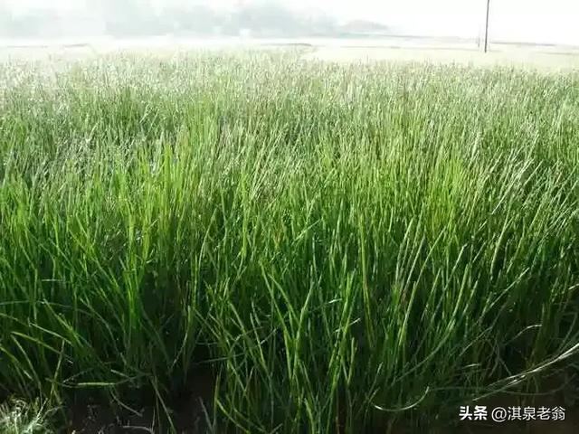 蔬菜谱（七十二）荸荠