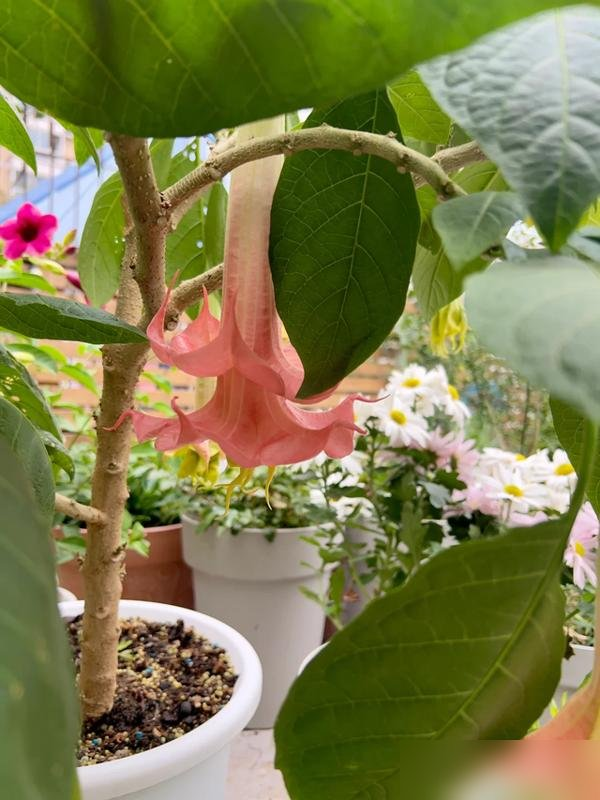 阴花不能进阳宅！这5种花“打死”也不养，家里若有？快挪走！