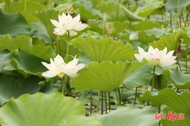亭亭清荷韵满塘 悠悠碧水凉意浓