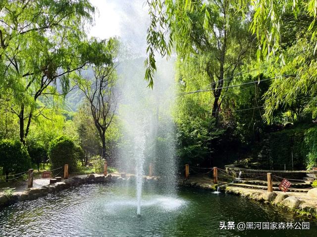 立减10℃!绿色天然避暑胜地,就在黑河国家森林公园→