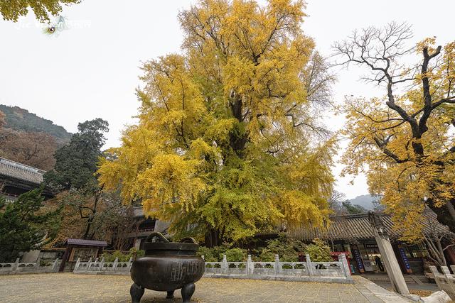 这个秋天，去潭柘寺看1400岁的“银杏帝王” 金黄期仅剩20天！
