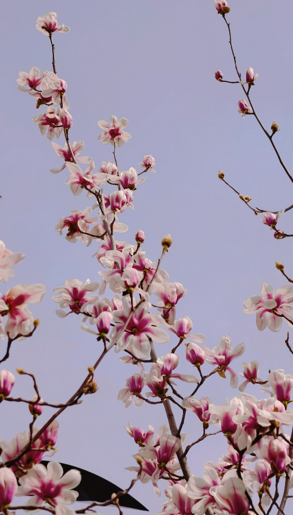玉兰赏花地图来啦→转发保存！
