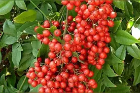 全株有毒！冬日这种常见的红色果实不能摘不能吃！图片