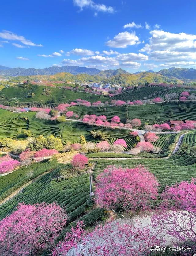 春暖花开，正是赏花好时节，这份三月赏花路线图请收好