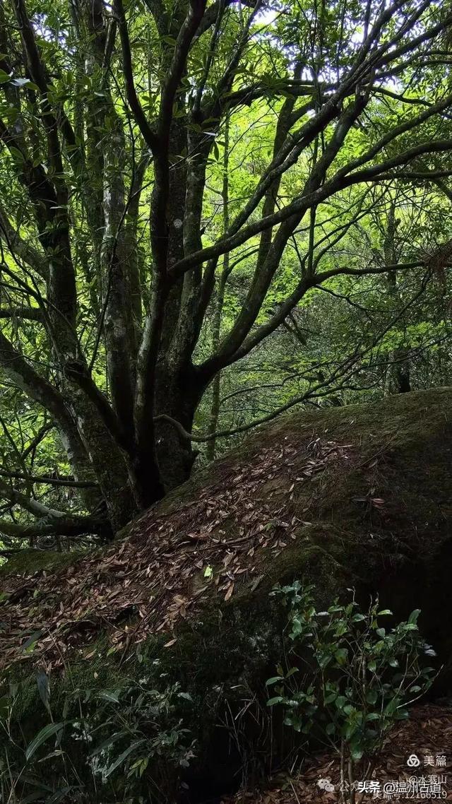 真正的小众避暑胜地！这方秘藏于千米高山之上的清凉秘境等你来！