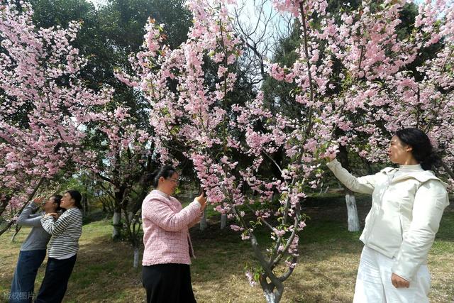 踏青赏花不负春光