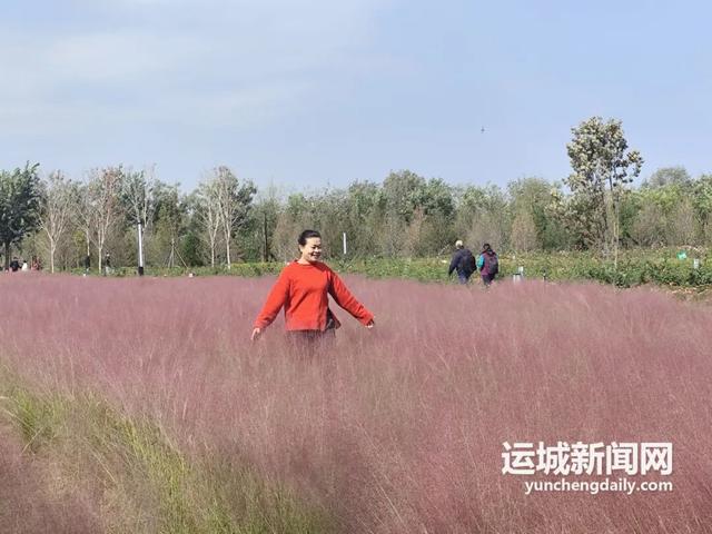 运城 | 舜风公园粉黛盛放，治愈力满分！