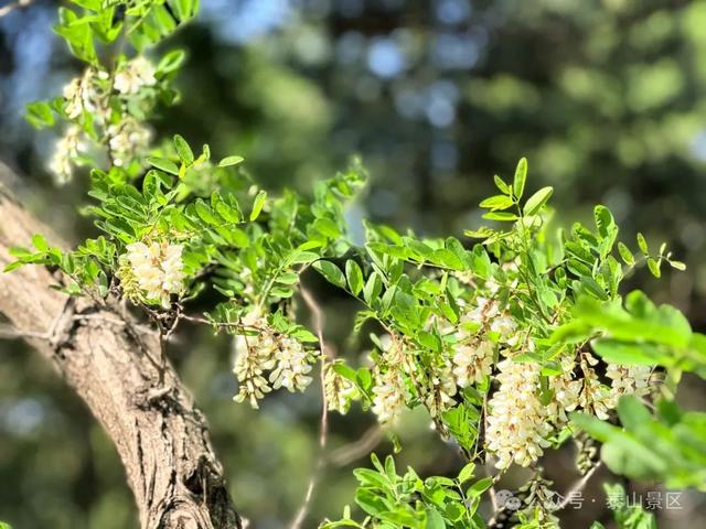 泰山中天门：春末夏初的绮梦之境