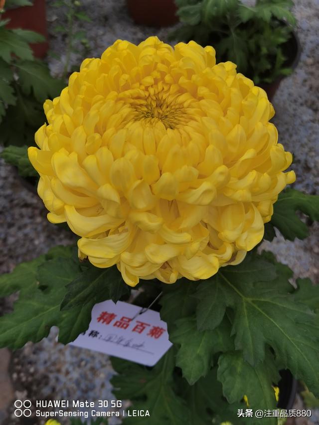 今年唐山南湖菊展从规模到品种在我印象中是多年来的第一次