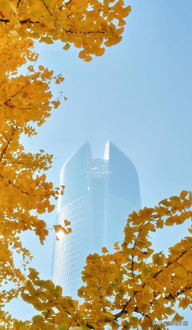 武汉秋色正浓时，梧桐叶片渐染黄，街头诗意盎然
