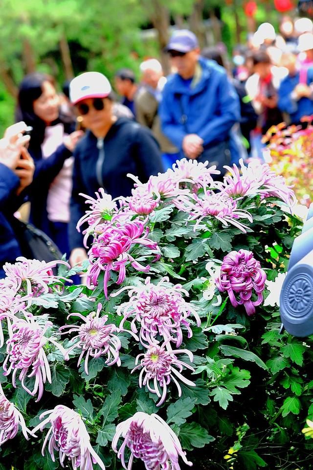 惠山古镇丨姹紫嫣红菊又来