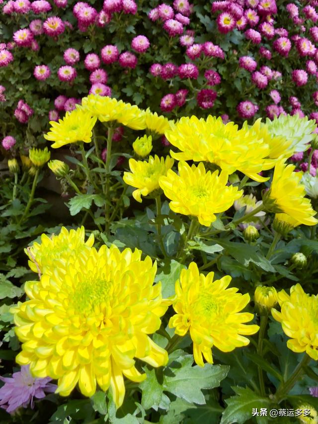 重阳节，上海赏秋之美