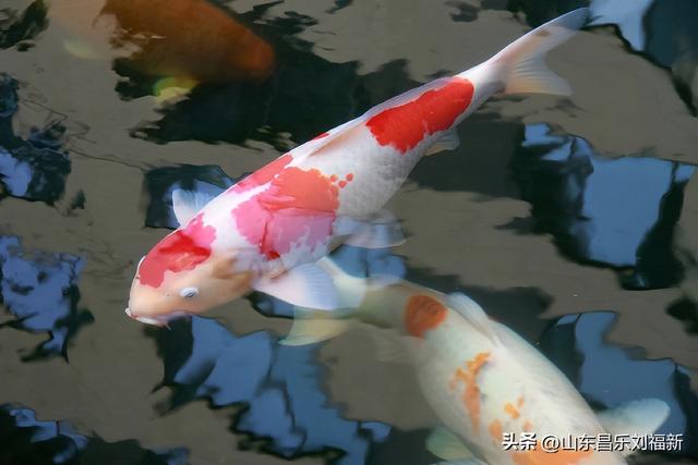 昌盛花园二期西区的冬景(下)