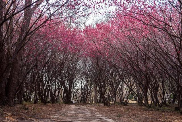 赴太白湖新区，邂逅济宁第一抹春色