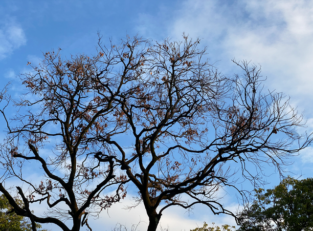 麒麟山真理公园1：这里的美景惊艳整个黄埔，你来过这里吗？