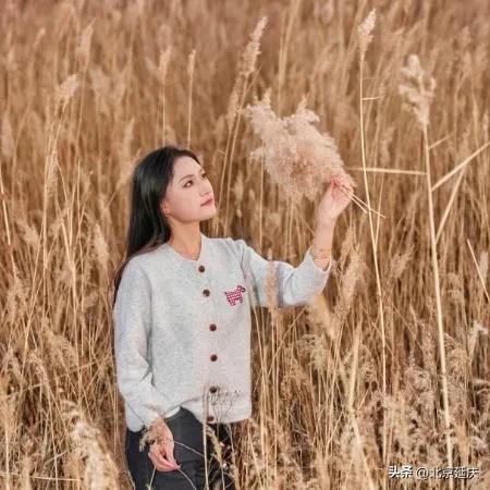 延庆的金色浪漫,就在——