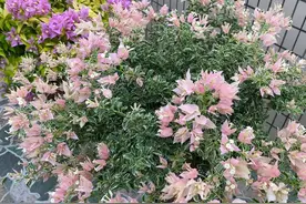 三角梅界的“网红”，身价不菲，仍卖到断货，花友：它值得！图片