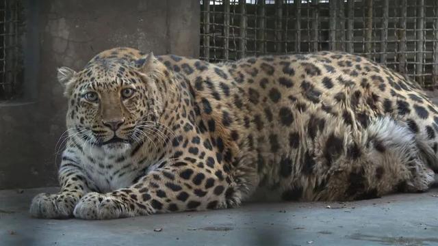 美疯了！高铁直达“四川小三亚”，花海开爆！草莓按盆吃，烧烤香迷糊！