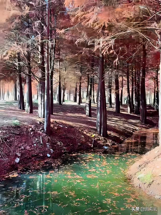 这个冬天，我撞见了一整片燃烧的森林