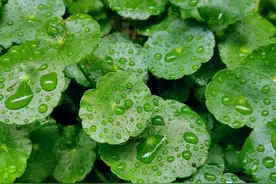 一棵化石草，堪称“胆结石克星”，巧用能胜张仲景的千古名方图片