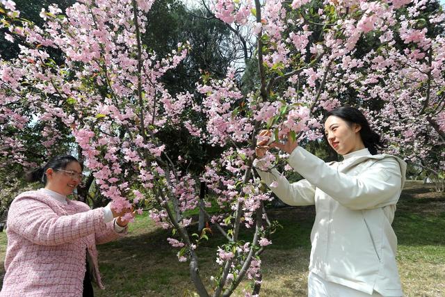 踏青赏花不负春光