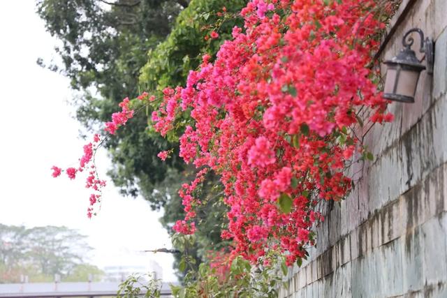 初冬“梅”好时光已至,惠城处处皆“花路”