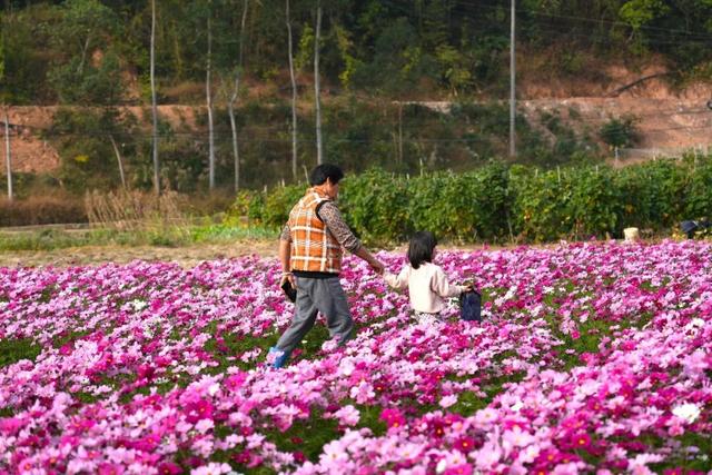 太美了！平南这里有一大片格桑花海