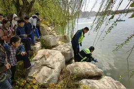 虎山管理区及时救助国家“三有”保护动物——鸊鷉图片
