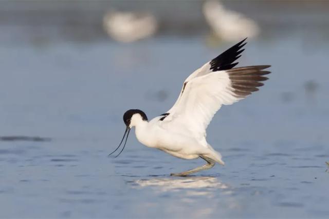 湖北公安 |【万里长江湖北行】鹳䴙䴘鸻鹈鹕鳽鹬鹛鹀䴓鹎，到底怎么读？